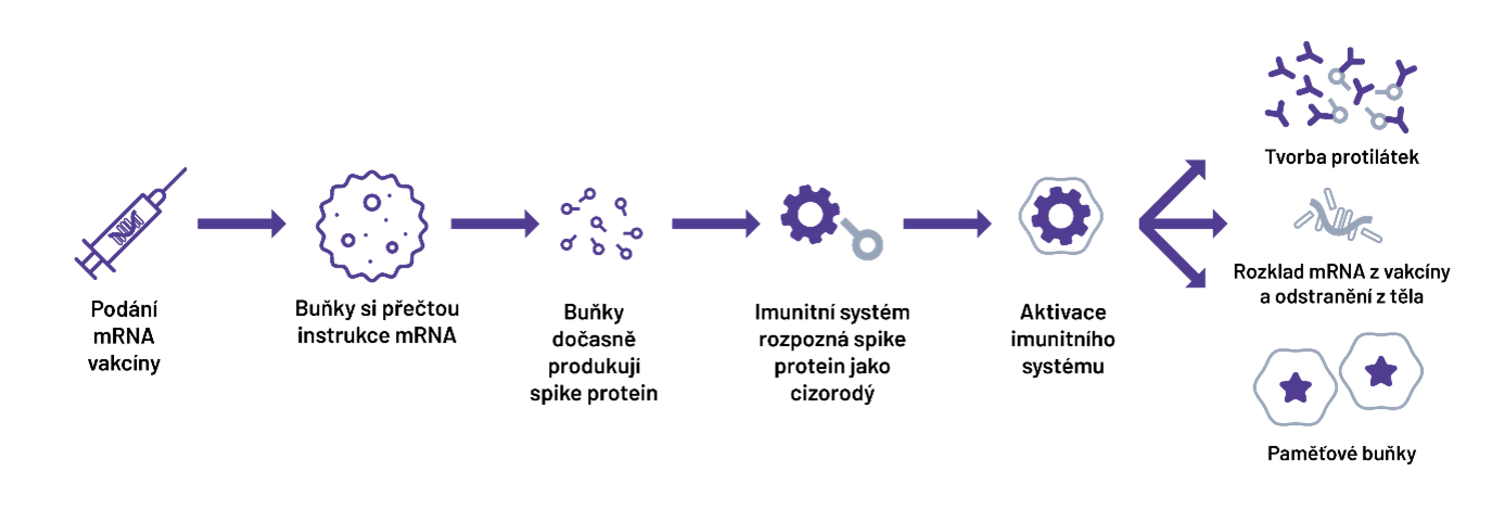 Ockovaci schema